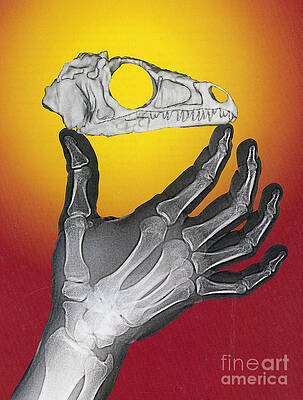 Wall Art - Photograph - Hand And Eoraptor by Science Source