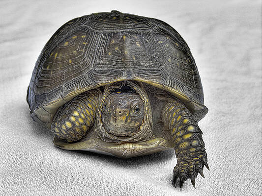 Wall Art - Photograph - Hare-Less Tortoise by William Fields