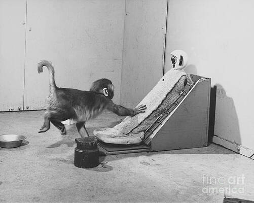 Wall Art - Photograph - Harlow Monkey Experiment by Science Source