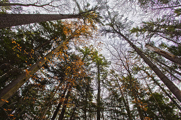 Heads of State 1st image of triptych by Stephan Mazurek