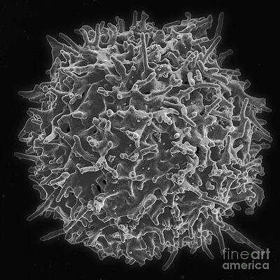 Wall Art - Photograph - Healthy Human T Cell, Sem by Science Source
