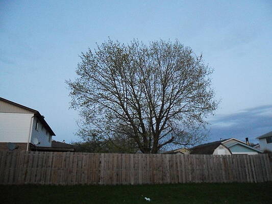 Heart In A Tree by Stacie Kostecki