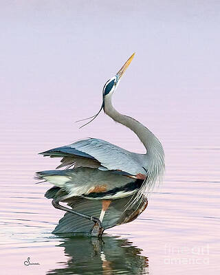 heron ballet by Sally Mitchell heron ballet by Sally Mitchell