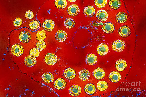 Wall Art - Photograph - Herpes Virus by Science Source