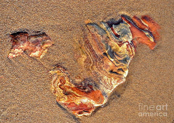 Wall Art - Photograph - Hidden Beauty by Jim Simak