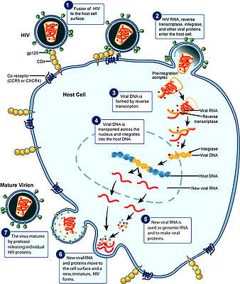 Wall Art - Photograph - Hiv Virus Replication Cycle by Science Source