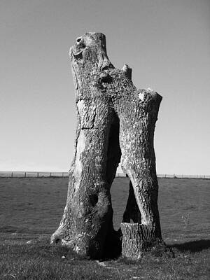 Hollow Trunk by Michael Standen Smith Hollow Trunk by Michael Standen Smith