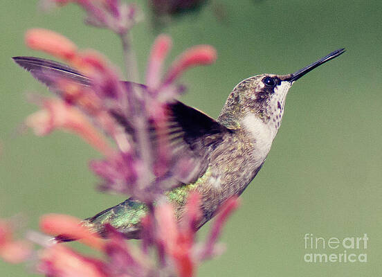 Humming Bird by Pam Holdsworth Humming Bird by Pam Holdsworth
