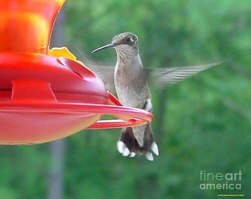 Hummingbird in Flight by Sherrie Winstead Hummingbird in Flight by Sherrie Winstead