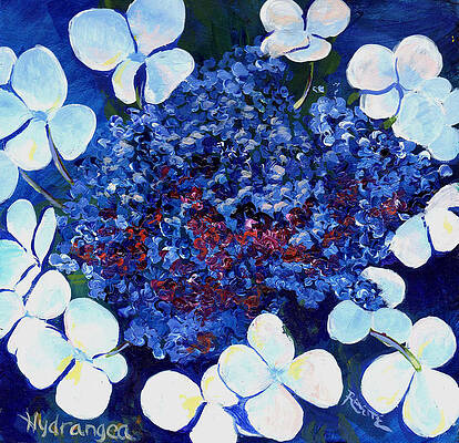 Hydrangea by Raette Meredith Hydrangea by Raette Meredith