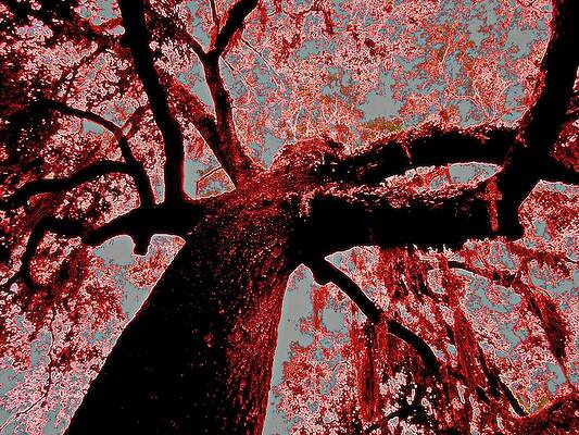 Wall Art - Mixed Media - I am Tree by Aimee Bruno