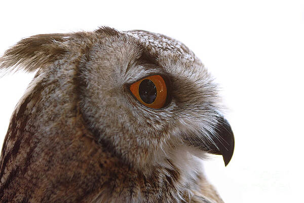 I Am Watching YOU by Pit Hermann I Am Watching YOU by Pit Hermann