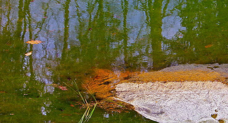 Wall Art - Photograph - If Frogs Could Talk They Probably Would by Cliff Spohn
