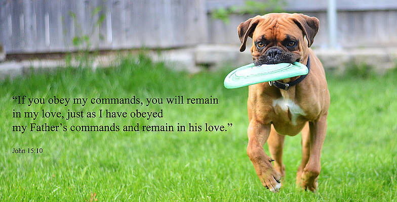 If you obey my commands... by J L