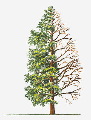 Wall Art - Digital Art - Illustration Showing Shape Of Deciduous Metasequoia Glyptostroboides (dawn Redwood) Tree With Green Summer Foliage And Bare Winter Branches by Sue Oldfield