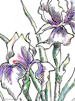 Wall Art - Painting - Iris Drawing 2 by Gordon Punt