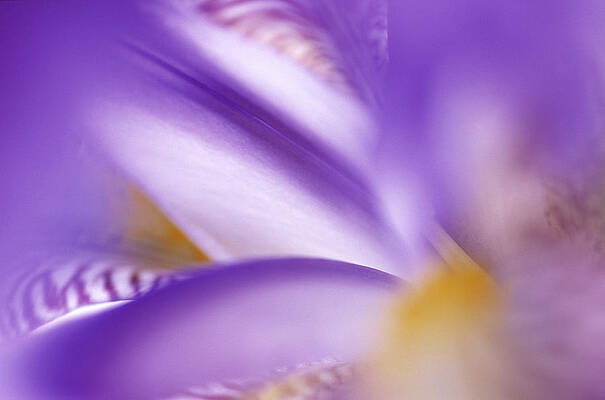 Wall Art - Photograph - Iris Abstract  by Jan Vermeer