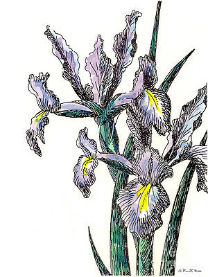 Wall Art - Painting - Iris Watercolor 4 by Gordon Punt