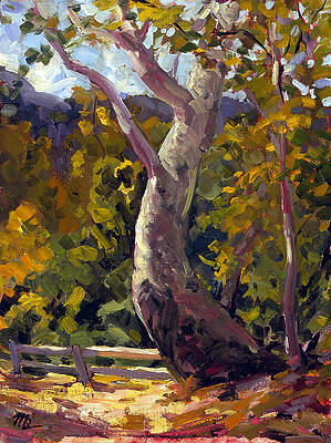 Irvine Oak by Mark Lunde Irvine Oak by Mark Lunde
