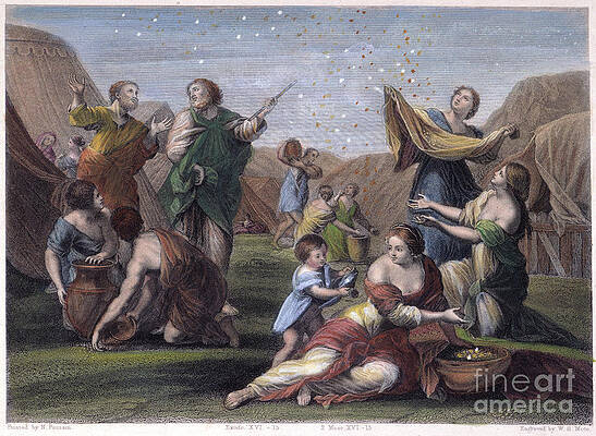 Wall Art - Photograph - Israelites Gathering Manna by Granger