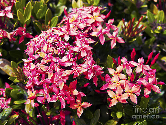 Ixora by Patricia Griffin Brett Ixora by Patricia Griffin Brett