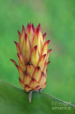 Wall Art featuring the photograph Juvenile Dragon Fruit by Sami Sarkis Photography
