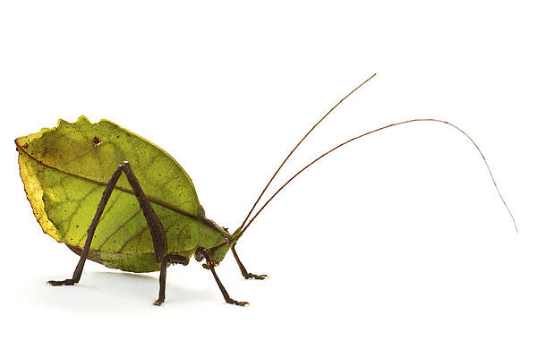 Wall Art - Photograph - Katydid Leaf Mimic La Selvacosta Rica by Piotr Naskrecki