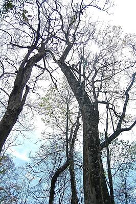 Kerala Tropical Rain Forest by Abhilash G Nath