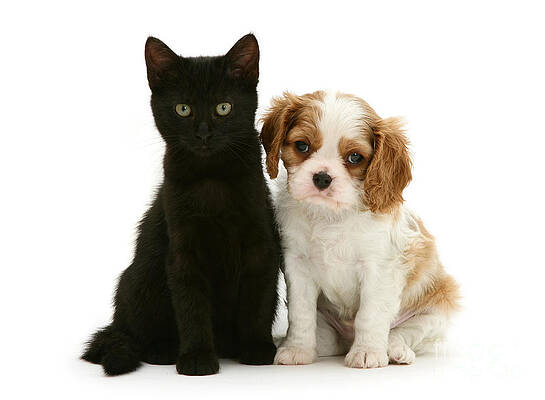 Wall Art - Photograph - King Charles Spaniel Puppy And Black Cat by Jane Burton