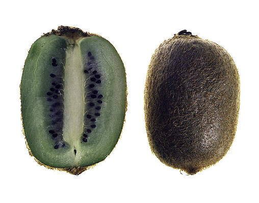 Kiwi by Nathaniel Kolby Kiwi by Nathaniel Kolby