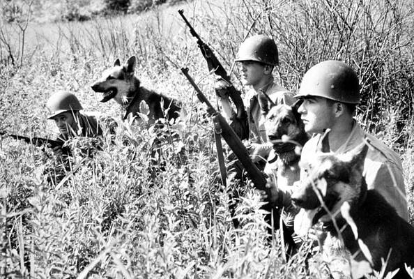 Wall Art - Photograph - Korean War Soldiers With Dogs From 26th by Everett