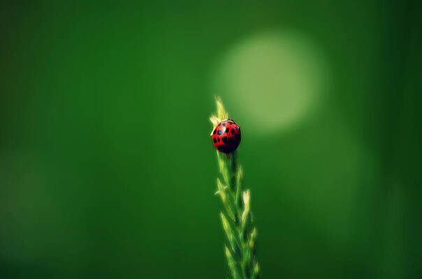 Ladybug Hugs by Robin Dickinson Ladybug Hugs by Robin Dickinson