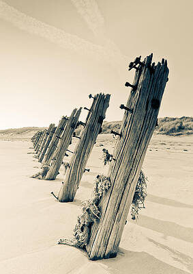 Laid Back Groynes - 1019 by John Illingworth