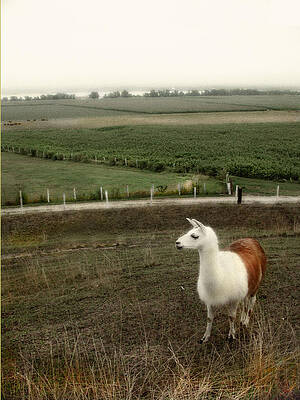 Lama by Marilyn Marchant Lama by Marilyn Marchant