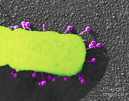 Wall Art - Photograph - Lambda Phage On E. Coli by Science Source