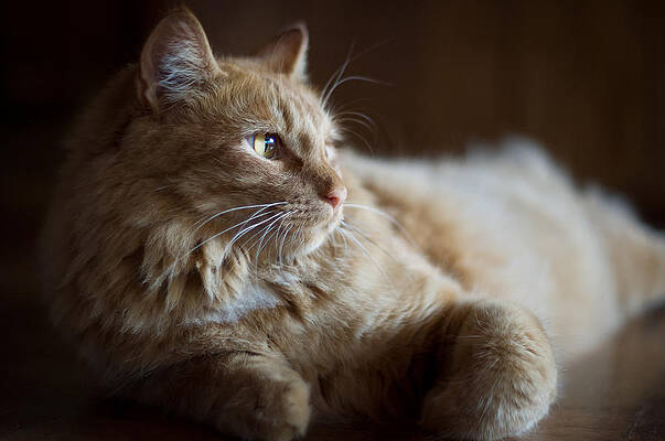 Lazy Sunday by Steven Boyd