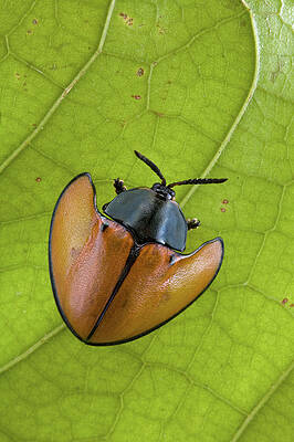 Wall Art - Photograph - Leaf Beetle Paramaribo Surinam by Piotr Naskrecki