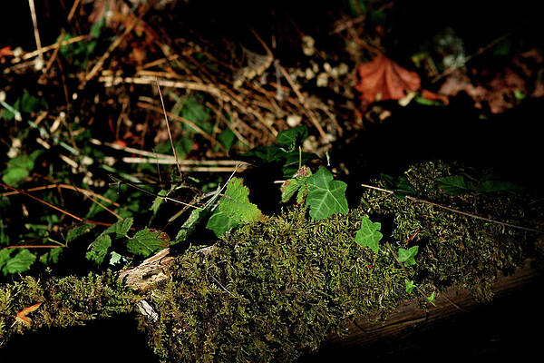 Wall Art - Photograph - Leaf on Moss by Lorraine Devon Wilke