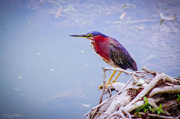 Least Bittern by Shehan Wicks Least Bittern by Shehan Wicks