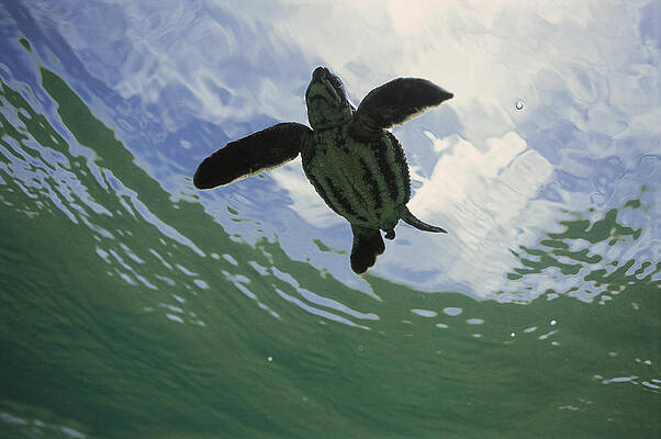 Tiny Turtle Photograph by John Coffey - Fine Art America