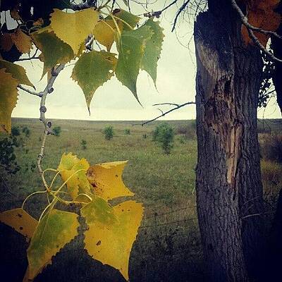 Wall Art - Photograph - Leaves, Tree And A Field...simple But by Stephen Cooper