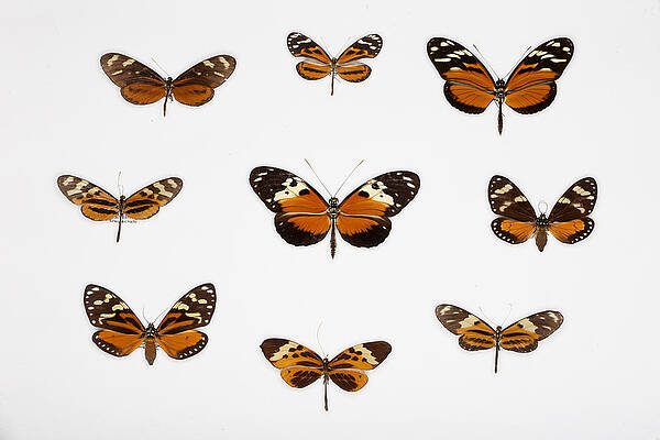 Wall Art - Photograph - Left To Right, From Top Nymphalid by Christian Ziegler
