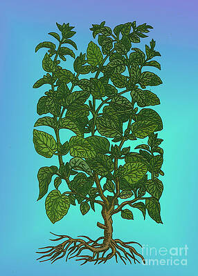 Wall Art - Photograph - Lemon Balm by Science Source
