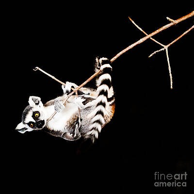 Wall Art - Photograph - Lemur hangs on a Branch Part 3 by Darcy Michaelchuk