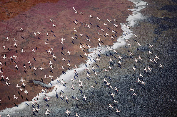 Wall Art - Photograph - Lesser Flamingo Group Flock Flying by Tim Fitzharris