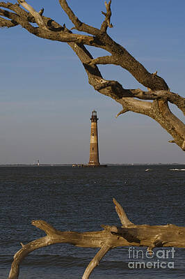 Lighthouse through Driftwood by Tim Mulina Lighthouse through Driftwood by Tim Mulina