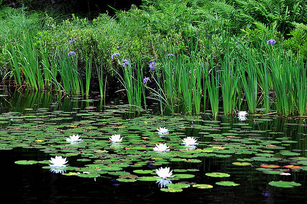 Lilies and Iris by Peter DeFina Lilies and Iris by Peter DeFina