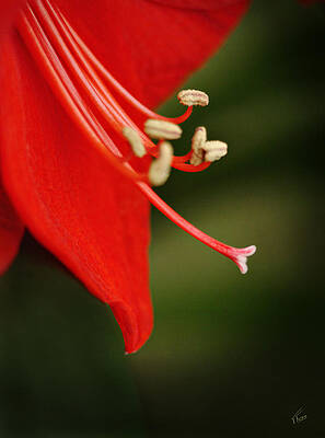 Wall Art - Photograph - Lilly by Tatiana Fess