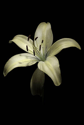 Lily by Nathaniel Kolby Lily by Nathaniel Kolby