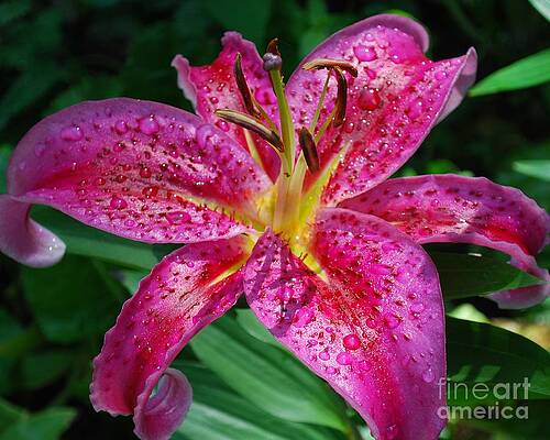 Lily Pink by Sharon Molinaro Lily Pink by Sharon Molinaro